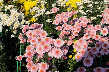 colorful chrysanthemums 