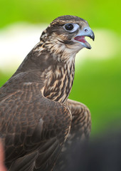 Saker Falcon