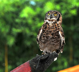 Eagle Owl