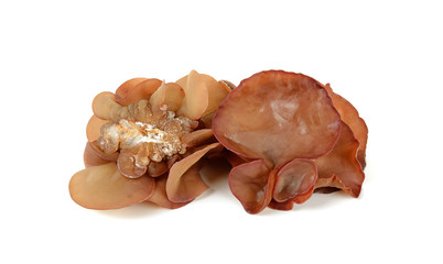 black fungus,Jew's Ear Mushroom on white background