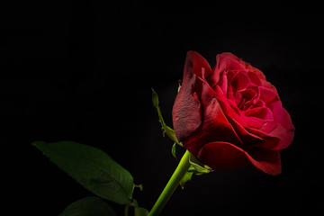 Rainbow Rose, close-up, macro.