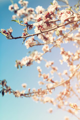 abstract dreamy and blurred image of spring white cherry blossoms tree. selective focus. vintage filtered
