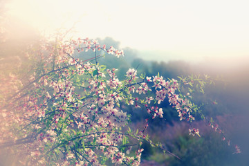 abstract dreamy and blurred image of spring white cherry blossoms tree. selective focus. vintage filtered
