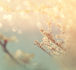 Naklejka premium abstract dreamy and blurred image of spring white cherry blossoms tree. selective focus. vintage filtered 