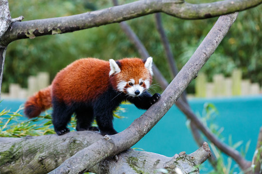 Fototapeta Cute red panda