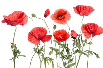 Fototapeta premium czerwone maki na białym tle