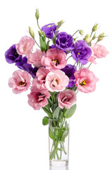 bunch of violet and pink eustoma flowers in glass vase isolated