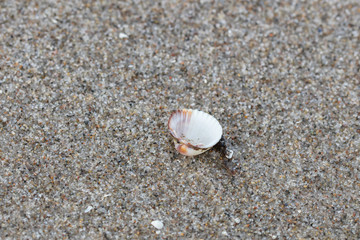 muschel am strand