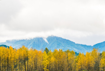 autumn forest on cloudy day in Washington state USA.
