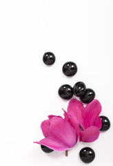 Black spa stones and oriental flower isolated