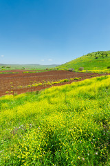 Fototapeta na wymiar Golan Heights