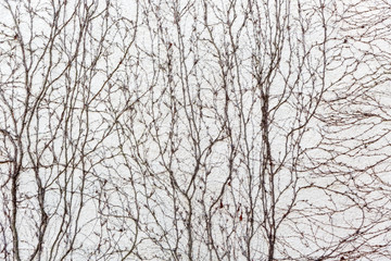 Dry vines cover the wall