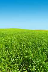 Fototapeta premium Field in Israel