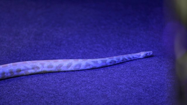 Yellow Python crawling on the carpet