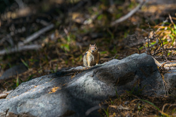 golden mantled squirrel on the ground