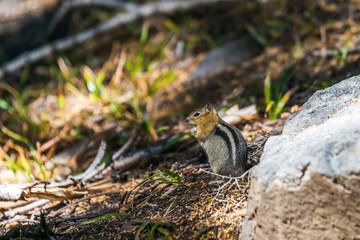 golden mantled squirrel on the ground