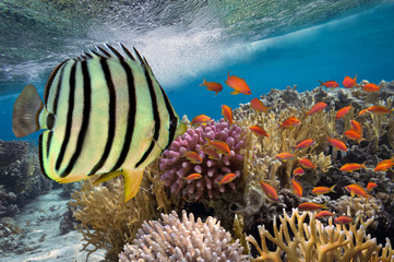 Tropical fish and Hard corals