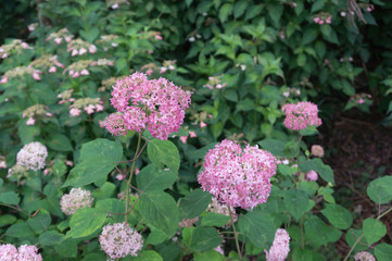 Beautiful hydrangeas in a Japanese garden in Kyoto. 