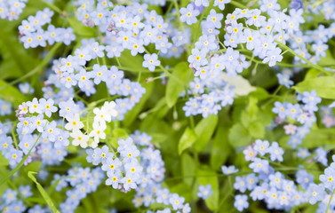 Forget-me-not. A background from many beautiful Myosotis arvensi