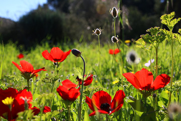 Obraz premium dreamy photo with low angle of red poppies against sky with light burst. vintage filtered and toned with glitter overlay 