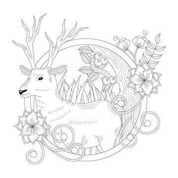 Deer Coloring Book Illustration