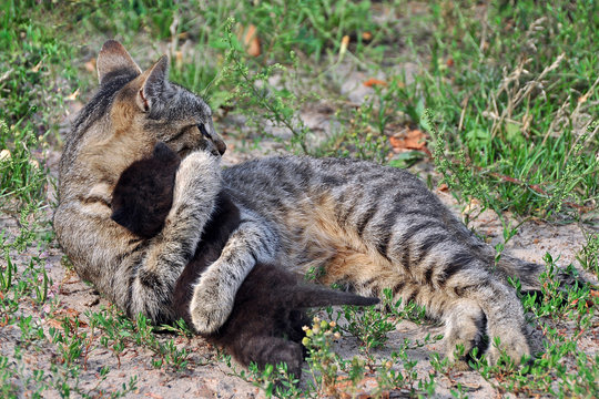 Little black kitty has a favorite first-born cat named Zosia.