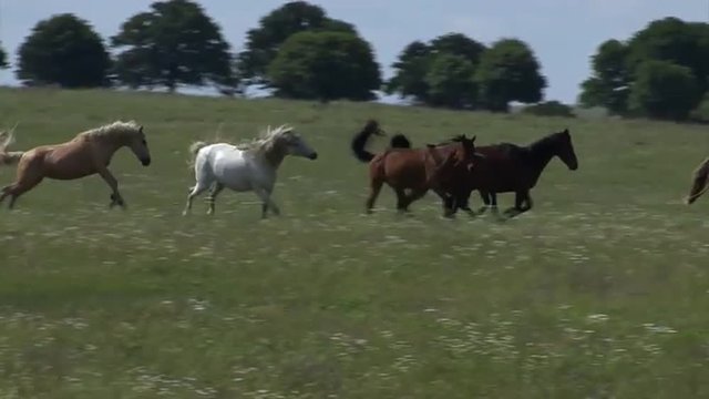 Wild horses running.