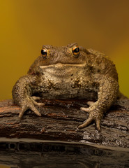Common or European toad sitting on a brown branch at a pool of water with an orange autumnal background.