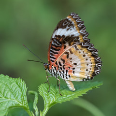 Fototapeta na wymiar Leopard Lacewing, Lethosia Cyane Butterfly perched on a leaf with green background.