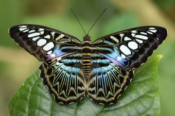 Clipper, Parthenos Sylvia Butterfly perched on a green leaf with green foliage background.