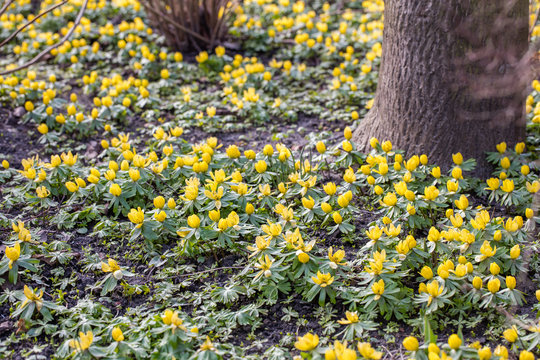 winterlinge im fr&uuml;hjahr