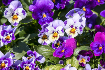 Pansy Viola tricolor