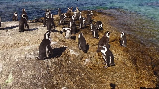 Group of African penguins (Spheniscus demersus) sitting on coastal rocks, Western Cape, South Africa 
