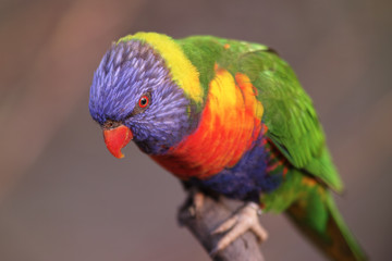 nice little Lory 