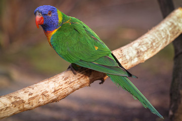 nice little Lory 