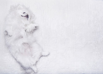 White dog lying on a white carpet.
