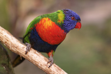 nice little Lory 