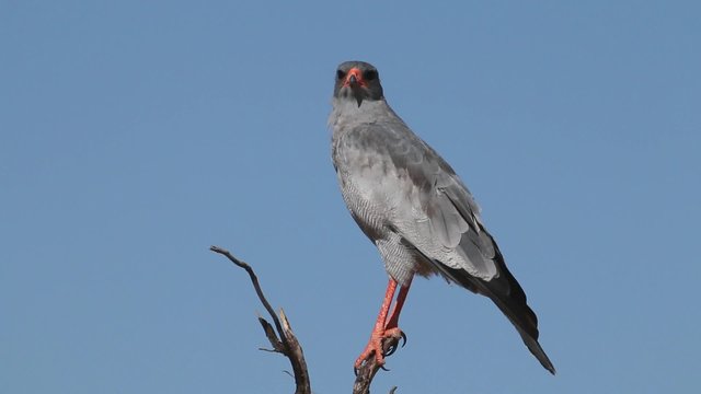 Pale Chanting goshawk (Melierax canorus) perched on a branch, South Africa