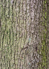 oak tree, close-up of the bark.