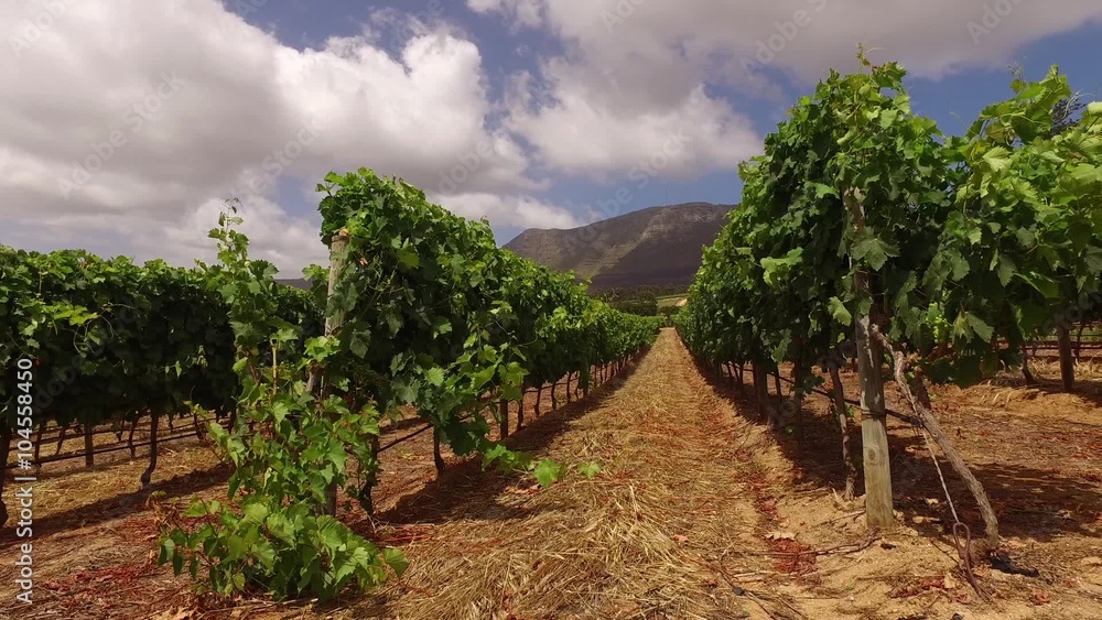 Wall mural Landscape of a lush vineyard against a backdrop of mountains, Western Cape, South Africa