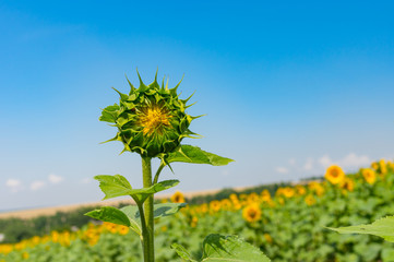Agricultural field with beautiful sunflower which is ready to open its bud  against blue sky at summer time in Ukraine