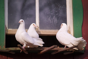 doves on a farm