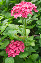 Beautiful hydrangeas in a Japanese garden in Kyoto. 