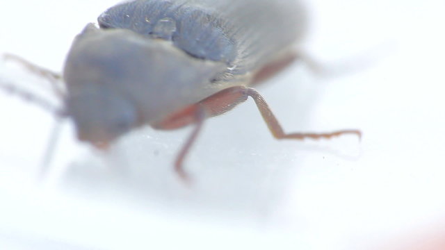  World champion jumping up. Head of skipjack beetle close up
