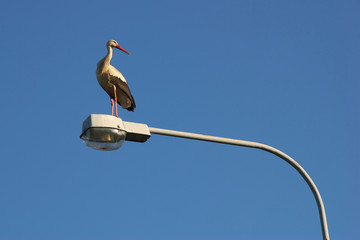 Gdzie moje gniazdo ? © Tomek Kiecana