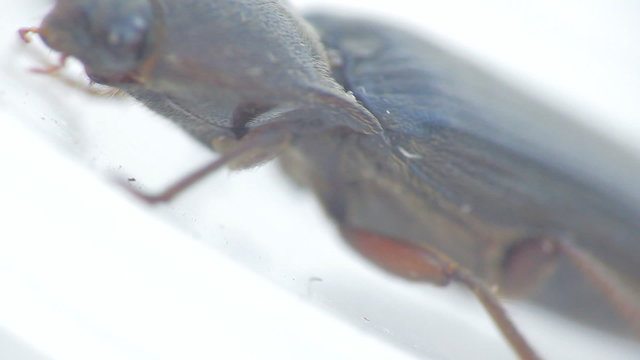 World champion jumping up. Skipjack beetle close up
