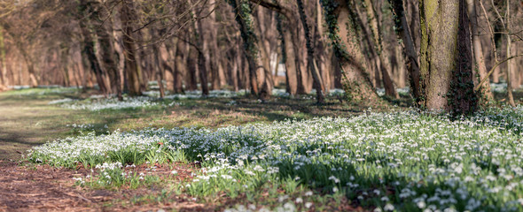 Forest full of snowdrop flowers in spring season.