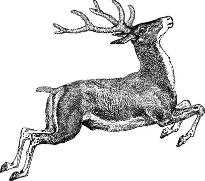 Fototapeta Vintage drawing deer