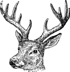 Vintage drawing deer