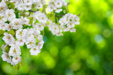 Spring blossom with soft blur background